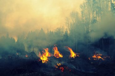 Incêndios florestais: como começam e como combatê-los